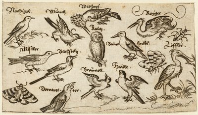 Doze tipos de aves, incluindo uma coruja e um pelicano, individualmente rotuladas e posicionadas..., 1572.   de Virgil Solis