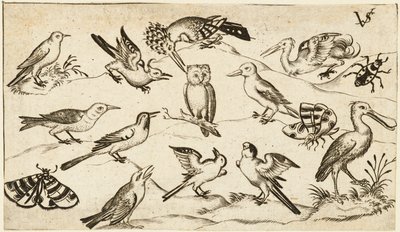 Doze tipos de aves, incluindo uma coruja e um pelicano, etiquetados e posicionados individualmente..., após de Virgil Solis