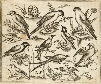 Onze pássaros sentados em manchas de folhagem florida e pequenos ramos num chão mínimo com uma borboleta, de Douce Ornament Prints Album I de Virgilius the elder (after) Solis