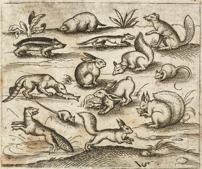 Grupo de pequenas criaturas da floresta comendo e correndo ao redor de um lago, incluindo um rato, coelho, esquilo, guaxinim, marmota, furão, marta e texugo, de Douce Ornament Prints Album I de Virgilius the elder (after) Solis