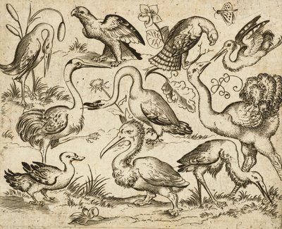 Avestruz do lado esquerdo com outras nove aves, incluindo uma garça e um pelicano, representadas num solo mínimo com manchas de folhagem à volta de algumas das aves, de Douce Ornament Prints Album I, depois de 1557 (gravura e gravura em papel colocado) de Virgilius the elder (after) Solis