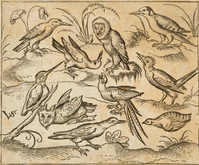 Dez aves sentadas em ramos e manchas de relva, incluindo duas corujas e uma ave com longas penas de cauda a chilrear com a cabeça no centro, de Douce Ornament Prints Album I de Virgilius the elder (after) Solis