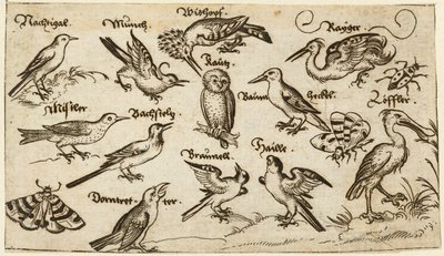 Doze tipos de aves, incluindo uma coruja e um pelicano, individualmente rotuladas e posicionadas num solo mínimo rodeado por uma traça, borboleta e joaninha, de Douce Ornament Prints Album I de Virgilius the elder (after) Solis