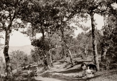 Caminhada pela floresta (foto a p/b) de Vittorio Alinari