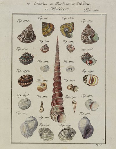 Conchas do Mar: Trochi, Turbinas, Neritae Helices, de Neues Systematisches Conchylien-Gabinete, 1784 (gravura e gravura coloridas à mão) de Vogel