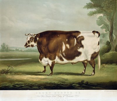 Um boi curto com chifres, gravado por John Day, 1856 (gravura a cores) de W.H. Davis