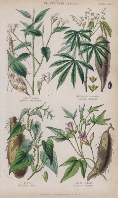 Arrowroot; Mandioca Maniocor; Inhame; Batata doce (gravura colorida) de W. Fitch