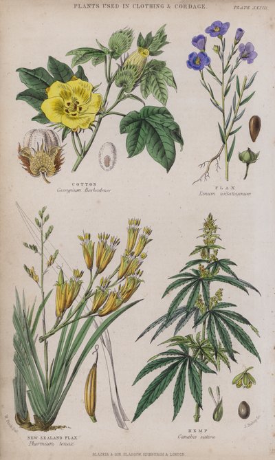 Algodão; Linho; Linho da Nova Zelândia; Cânhamo (gravação a cores) de W. Fitch