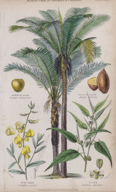 Palma de Gommuta; Palma de Passava; Sunn Hemp; Juta (gravação a cores) de W. Fitch