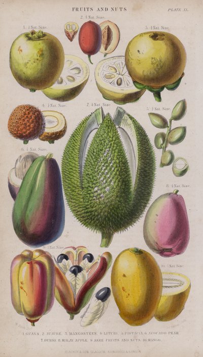 Goiaba; Jujuba; Mangostão; Litchi; Pistacia; Pêra Abacate; Durio; Malaia; Akee Fruits and Nuts; Manga (gravação a cores) de W. Fitch