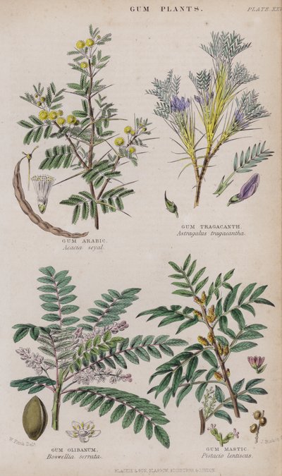 Goma Árabe; Goma Tragacanto; Goma Olíbano; Goma Mastic (gravura colorida) de W. Fitch