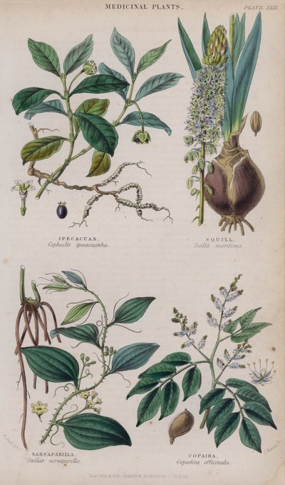 Ipecacuan; Squill; Sarsaparilla; Copaiba (gravura colorida) de W. Fitch
