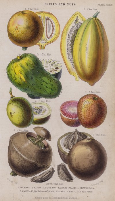 Mammee; Papaw; Sour Sop; Negro Pêssego; Granadilla; Zabucajo (a tampa levantada) Frutas e Nozes; Castanha do Brasil e Frutas (gravação colorida) de W. Fitch