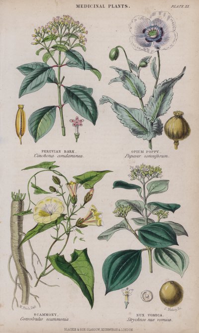 Casca peruana; Papoila de ópio; Scammony; Nux Vomica (gravura colorida) de W. Fitch