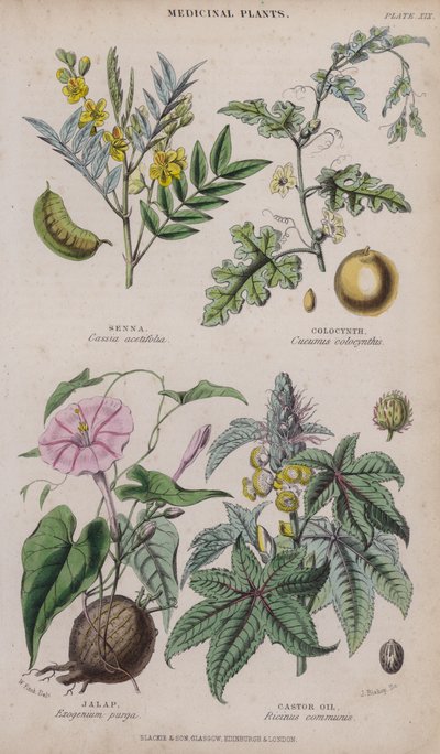 Senna; Colocynth; Jalap; Castor Oil (gravação a cores) de W. Fitch