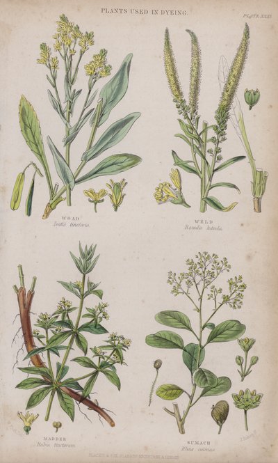 Woad; Weld; Madder; Sumach (gravura colorida) de W. Fitch