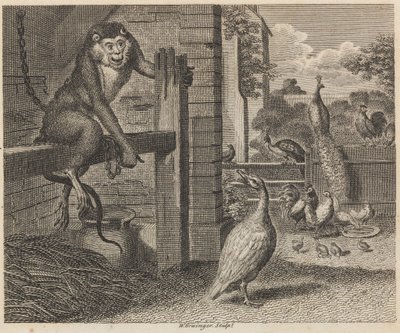 O Babuíno e o Aves de capoeira de W. Grainger