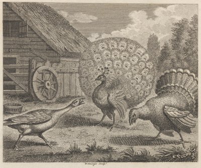 O pavão, a Turquia, e o ganso de W. Grainger
