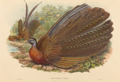 Faisão Argus (Argusianus Argus) de W. Hart
