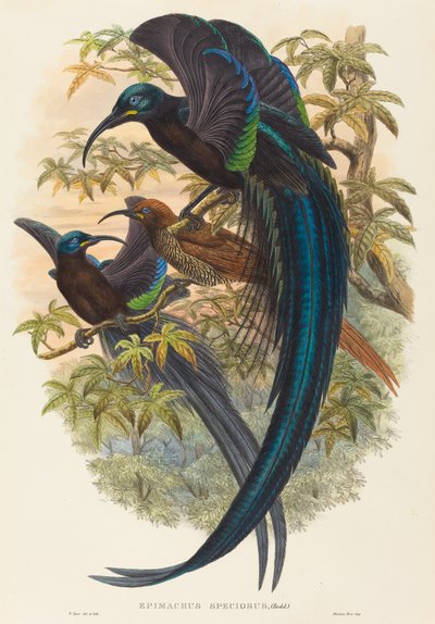 Epimachus speciosus (Pássaro do Paraíso com bico de foice) de W. Hart
