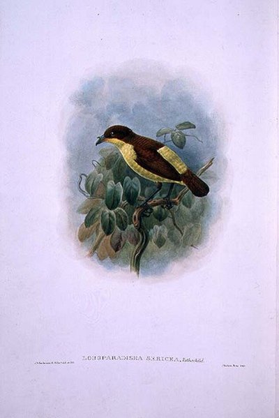 Loboparadisea serica, Waterbilled Bird of Paradise (cor litho) de W. and Keulemans J.G. Hart