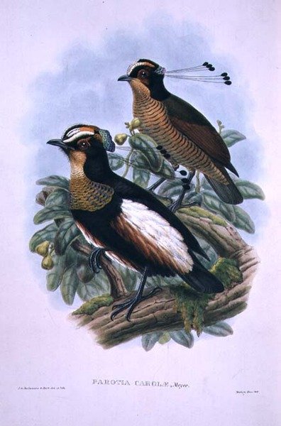 Ave do Paraíso com seis fios da Rainha Carola (cor litho) de W. and Keulemans J.G. Hart