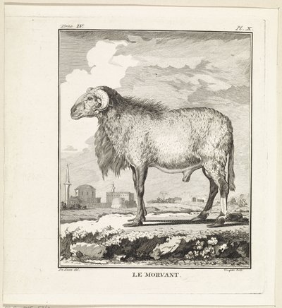 RAM Le Morvant (título no objeto) de W. Tringham