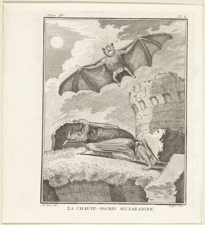 Vleermuizen A Megera Morcego (título no objeto) de W. Tringham