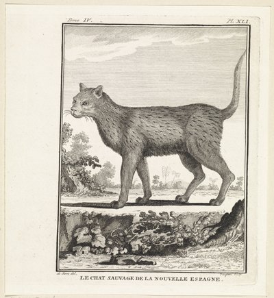 Gato-gato
O gato selvagem de nova espanha (título sobre o objecto) de W. Tringham