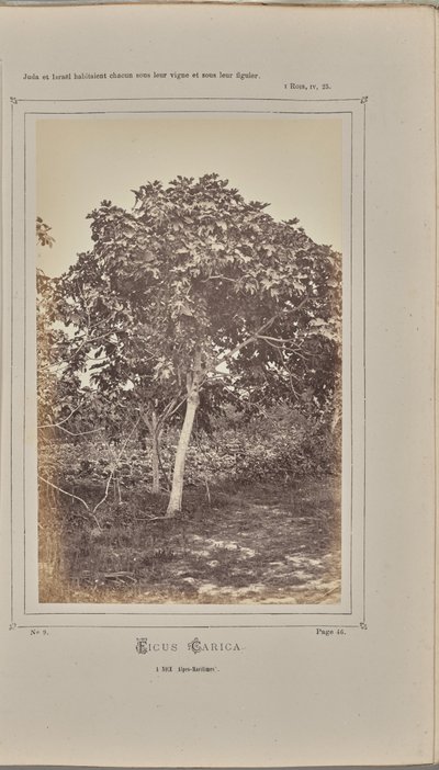 Ficus carica, em Nice (Alpes-Maritimes) de W. de Bray