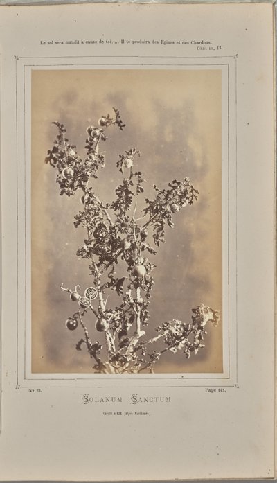 Solanum sanctum, cuelli em Èze (Alpes-Maritimes) de W. de Bray