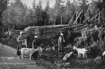 Criação de cabras em Dalarna, Suécia, 1908-1909. de Wald Zachrisson