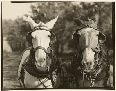 [Duas mulas, Condado de Hale, Alabama] de Walker Evans