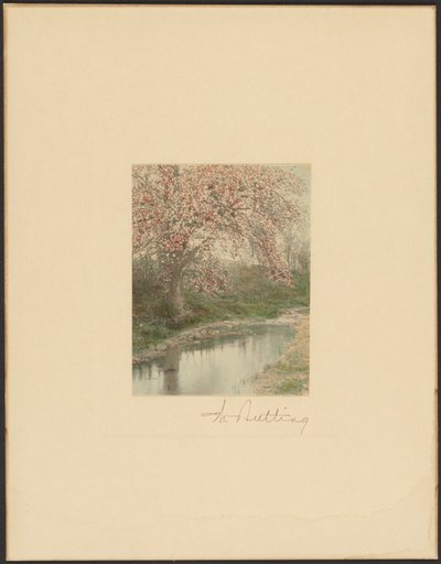 [Árvore florida]. de Wallace Nutting