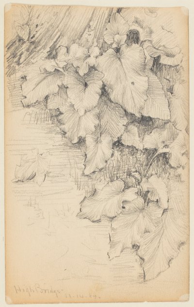 Estudo de Plantas à Beira da Água, Ponte Alta de Walter Clark