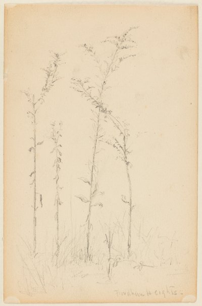 Estudo de Plantas Selvagens, Fordham Heights de Walter Clark