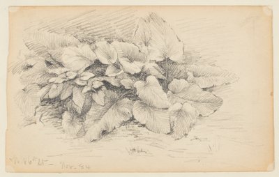 Estudo de uma planta, West 86th Street de Walter Clark
