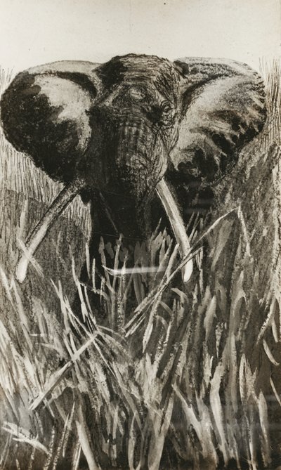 Elefante africano de Walter D.M. Bell