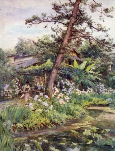 Hortênsias no jardim de chá em Nichi Otani, Kyoto de Walter Frederick Roofe Tyndale