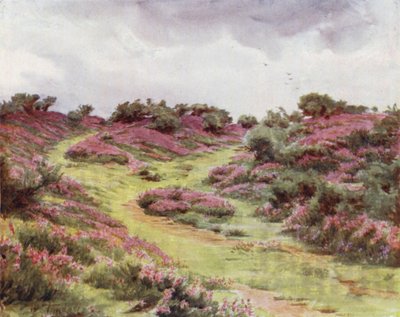 A Nova Floresta: Bell Heather em Setley Plain (cor litho) de Walter Frederick Roofe Tyndale