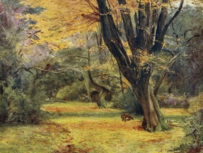 A Nova Floresta: Maples, perto de Queen