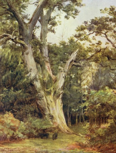 A Nova Floresta: O Rei em Boldrewood (cor litho) de Walter Frederick Roofe Tyndale