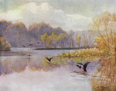 A Nova Floresta: A Piscina do Moinho de Minstead (cor litho) de Walter Frederick Roofe Tyndale