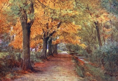 Wessex: Bockhampton Bank, perto de Dorchester (litografia a cores) de Walter Frederick Roofe Tyndale