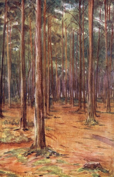 Wessex: Pinhais perto de Bournemouth (litografia a cores) de Walter Frederick Roofe Tyndale