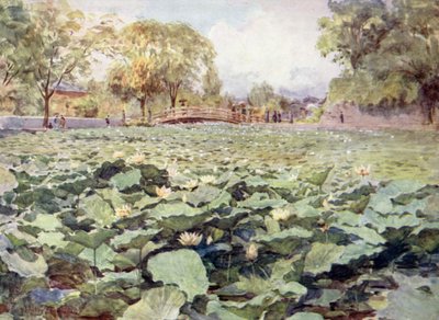 Lótus Branco, o Fosso do Castelo, Kofu de Walter Frederick Roofe Tyndale