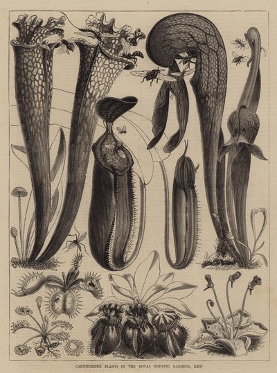 Plantas carnívoras no Royal Botanic Gardens, Kew de Walter Granville-Smith