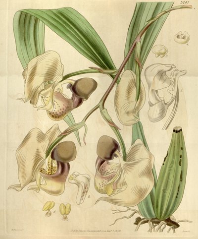 Coryanthes maculata de Walter Hood Fitch