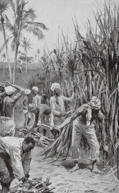 Trabalhadores rurais de Trinidad a trabalhar num canavial (litografia) de Walter Paget
