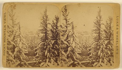 [Árvores com neve, Leadville, Colorado]. de Wellington O. Luke and Dansford Noble Wheeler